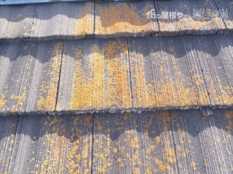 セメント瓦 屋根調査