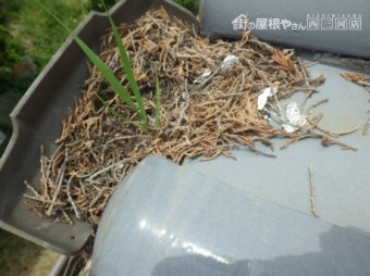 漆喰劣化