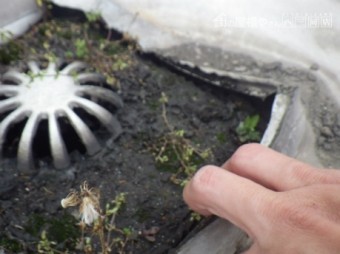 シート防水劣化