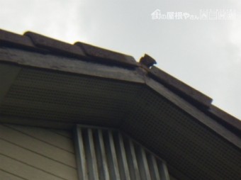 モニエル割れ