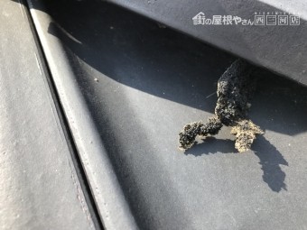 鳥の巣被害