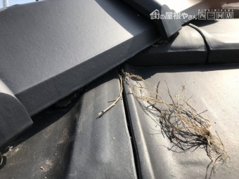 鳥の巣被害