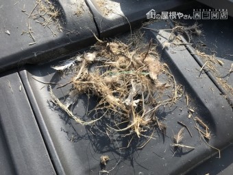 鳥の巣被害
