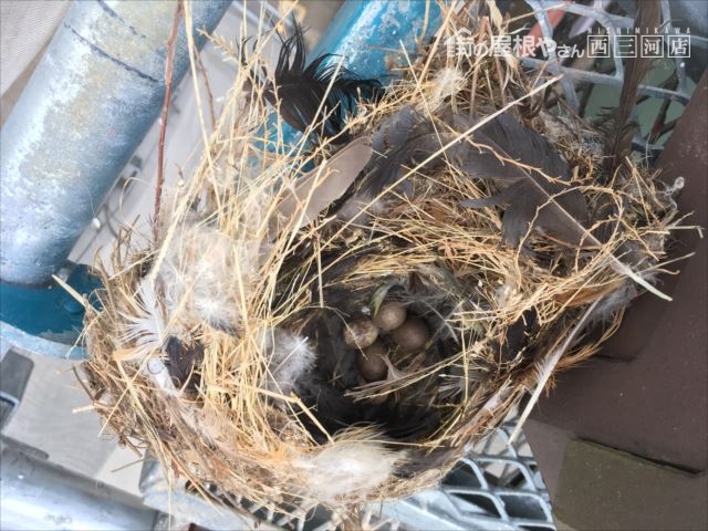 棟の取直し 平板瓦 鳥の巣